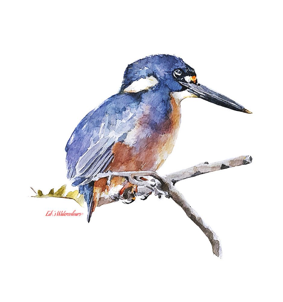 "Kingfisher: Long Live The King!" - Watercolour Print