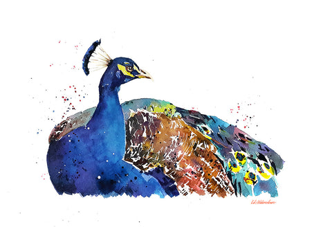 "Peacock Pomp" - Watercolour Print