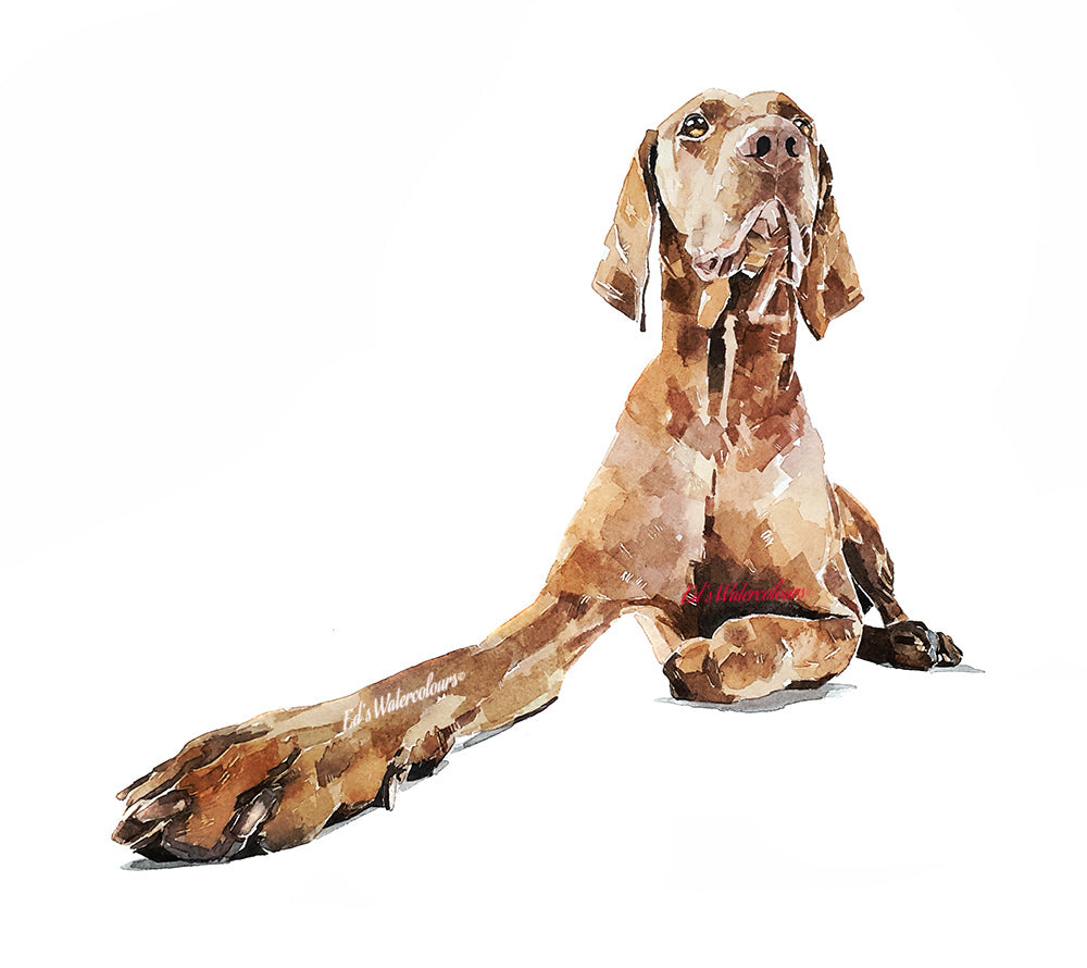 Vizsla | Original Watercolour | Dog Lover Gift | Edswatercolours