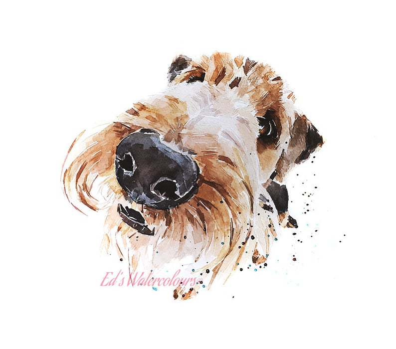 Airedale What's cooking Mom? - Watercolour Print.Airedale Terrier,Airedale Terrier art,Airedale Terrier print,Airedale Terrier watercolour