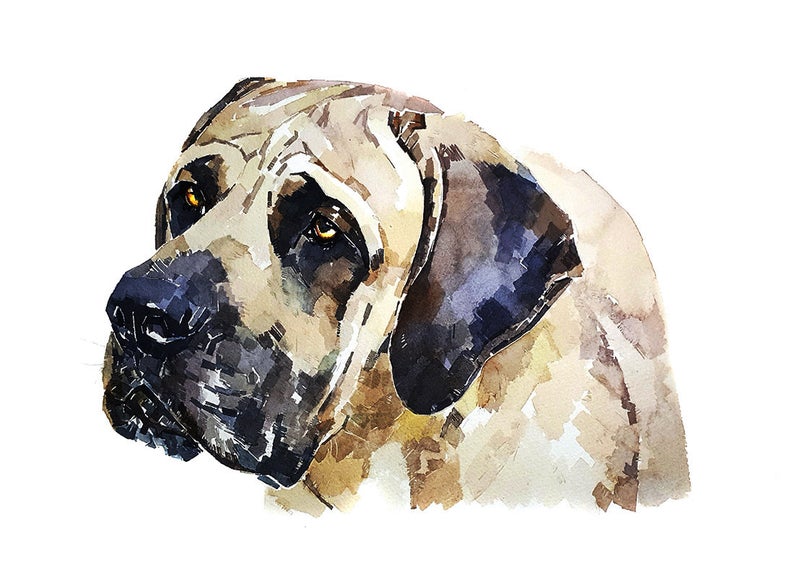 English Mastiff." Print Watercolour.English Mastiff art,English Mastiff watercolour,English Mastiff print,English Mastiff wall art.