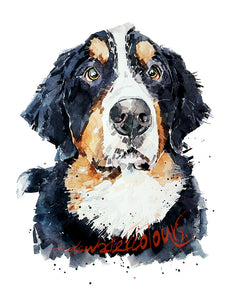 Bernese Mountain Dog - Watercolour Print. Bernese Mountain Dog Art Print