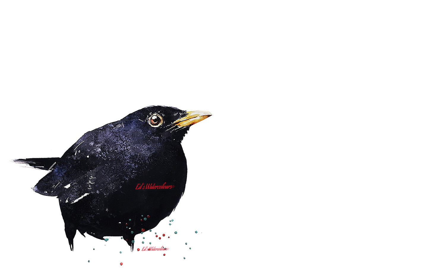 Blackbird Watercolour Art Print | Bird Lover Gift | Edswatercolours