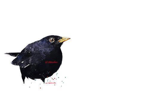 "Common Blackbird" - Watercolour Print