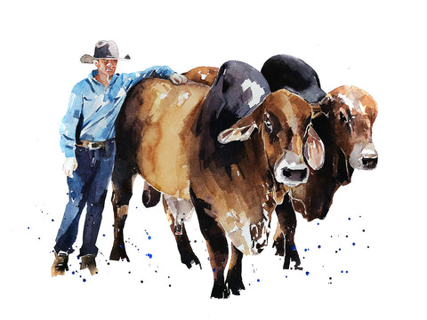 Young Cowboy and Brahman Bull II - Original Watercolour A2 (24*19 Inches).Brahman Cattle painting, Brahman Bull watercolor £1,500.00