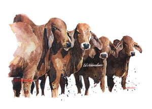 Red Brahman Cattle - Original Watercolour A2 (24*19 Inches).Brahman Cattle art,Brahman Cattle Original Painting