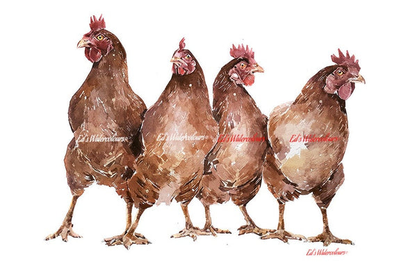 The Last Stand - Hens - Watercolour Print.Chicken art, Chicken print, Chicken Wall décor, Chicken Watercolour Print