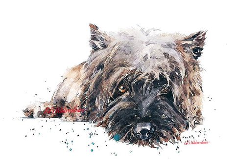 Cairn Terrier Passed Out " Print Watercolour. Cairn Terrier art,Cairn Terrier print,Cairn Terrier watercolour print.Cairn Terrier dog art