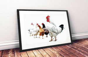 Chickens - Watercolour Print.Chicken art, Chicken print, Chicken Wall décor, Chicken Watercolour Print