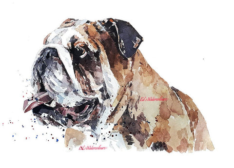 English Bulldog." Print Watercolour.English Bulldog art,English Bulldog print,English Bulldog watercolor,English Bulldog watercolour.