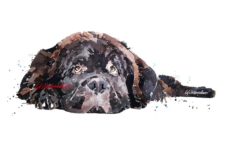Newfoundland dog " Print Watercolour.Newfoundland dog art,Newfoundland dog print,Newfoundland dog watercolour,Newfoundland dog wall art