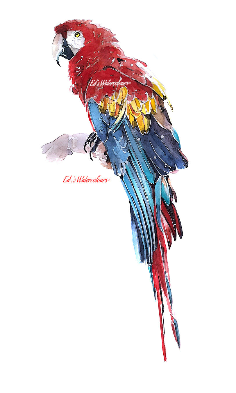 "Scarlet Macaw Parrot" - Watercolour Print