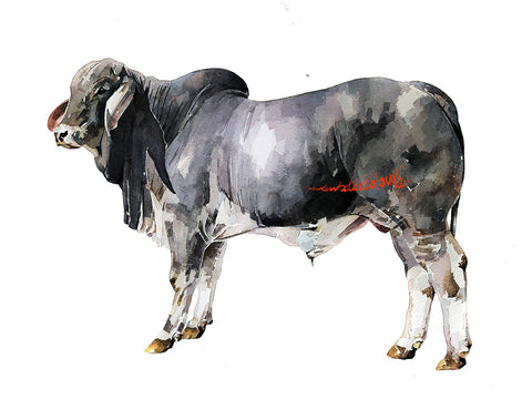 Grey Anatomy  Brahman Bull - Original Watercolour A2 (24*19 Inches).Brahman Cattle painting, Brahman Bull watercolor £1,500.00