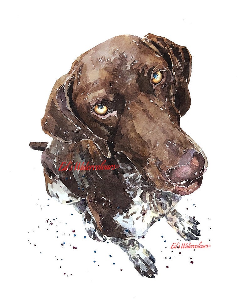 German Shorthaired Pointer "What big eyes you have " Print Watercolour
