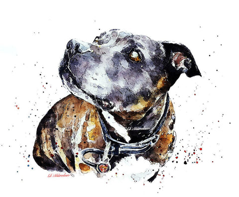 Staffordshire Bull Terrier  Watercolour  Print