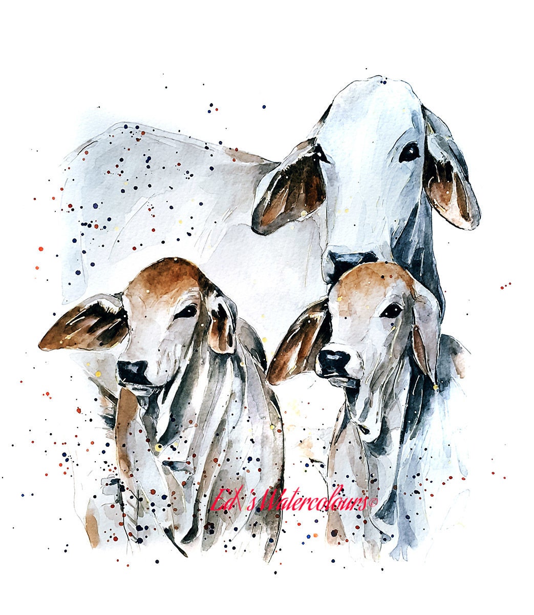 Brahman Cattle ." Print Watercolour