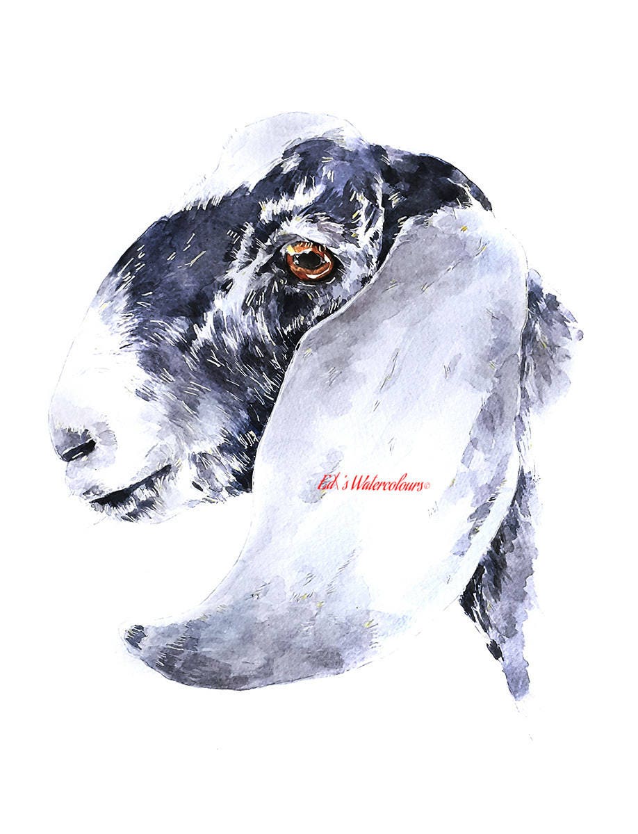 Nubian Goat III | Goat Lover Art Print | Edswatercolours