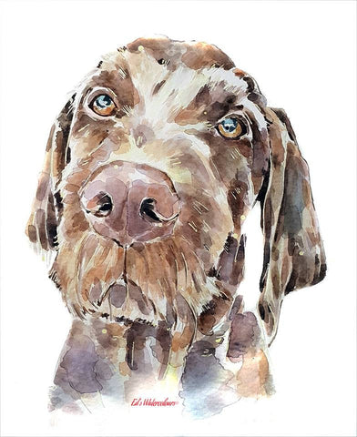 Wire Haired Vizsla" Print Watercolour