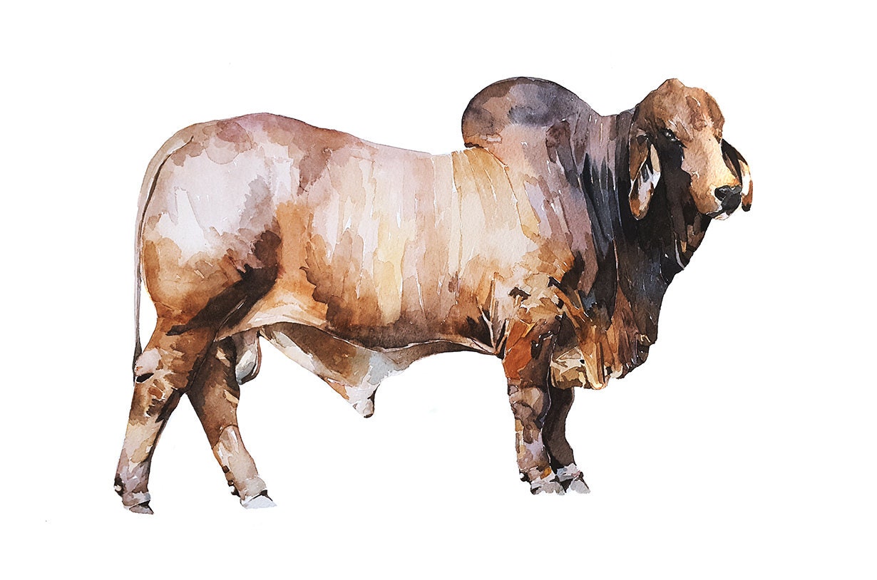 Brahman Bull ." Print Watercolour