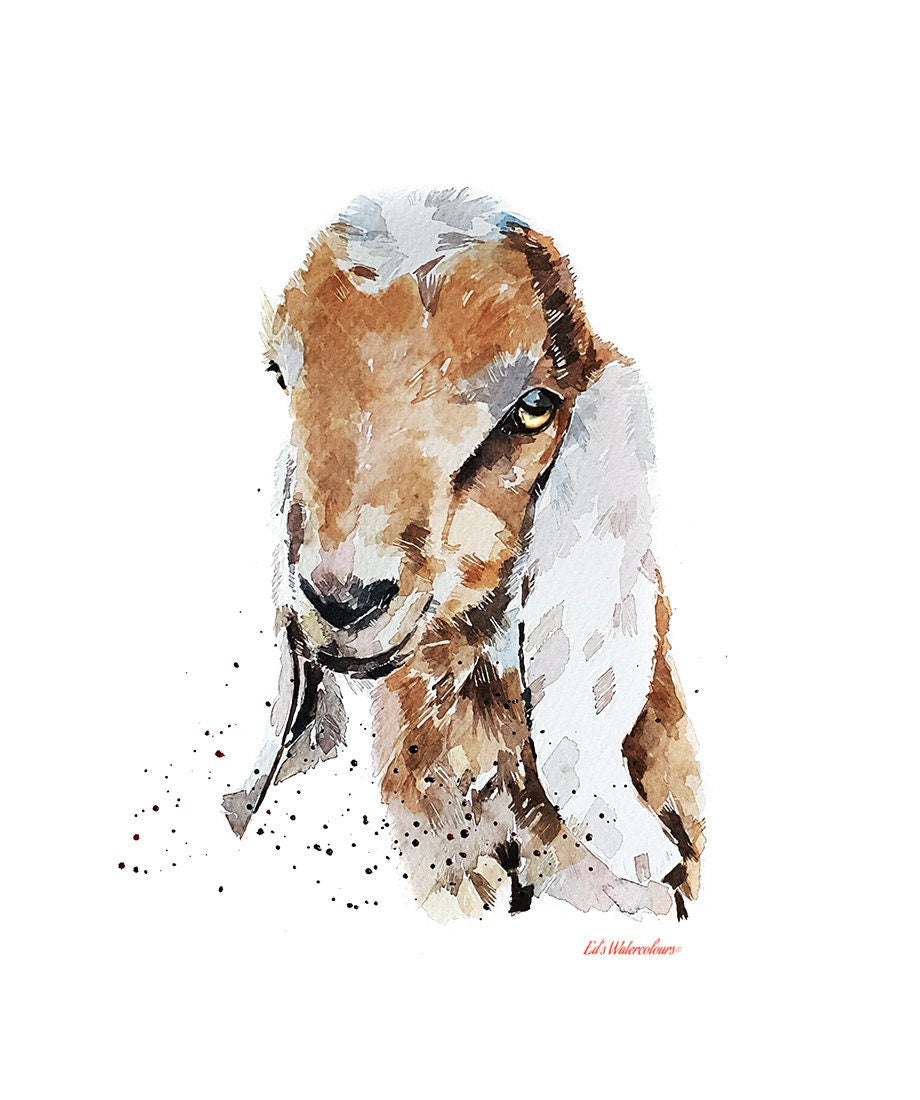 Nubian Goat Kid " Print Watercolour.Goat Art,Goat art print,Goat watercolour,Goat wall decor,Goat wall art,Goat art gift,Goat painting