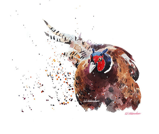 Ring Neck Pheasant Watercolour Art Print | Bird Lover Gift | Edswatercolours