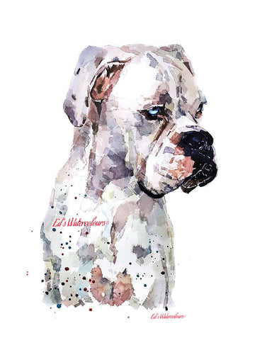 White Boxer Dog -I see right through you -   Print Watercolour,Boxer dog Print,Boxer dog Watercolour,boxer dog art,Boxer dog decor