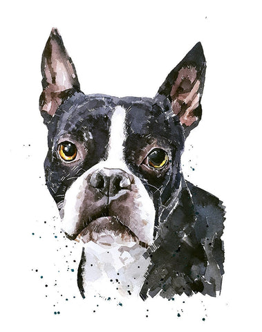 Boston Terrier " Print Watercolour.Boston Terrier art,Boston Terrier print,Boston Terrier watercolour,Boston Terrier wall art