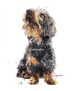 Wirehaired Dachshund What's Cooking?Print Watercolour.Wire Doxie,Wire Doxie Art,Wirehaired Dachshund Print,Wirehaired Dachshund wall hanging