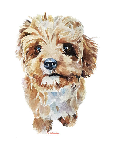 Cavoodle/ Cavapoo." Print Watercolour.Cavapoo art,Cavapoo print,Cavapoo painting,cavoodle print,cavoodle print,cavoodle watercolour