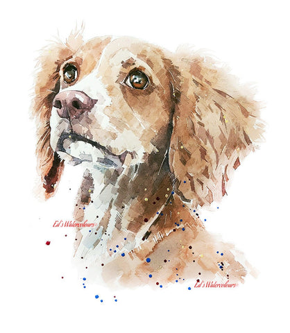 Cocker Spaniel Soulful" Print Watercolour. Cocker Spaniel art,Cocker Spaniel watercolour,Cocker Spaniel watercolor,Cocker Spaniel art print.