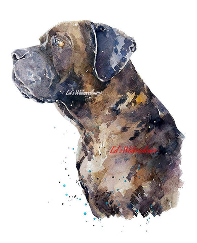 Brindle Cane Corso - Watercolour Print.Cane Corsor art,Cane Corso print,Cane Corso watercolour Print,Brindle Cane Corso art, Cane Corso