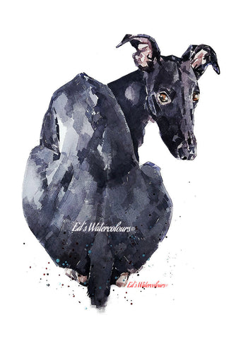 Looking Back ." Print Watercolour.whippet art,whippet print,whippet watercolor,whippet  wall art,whippet art decor