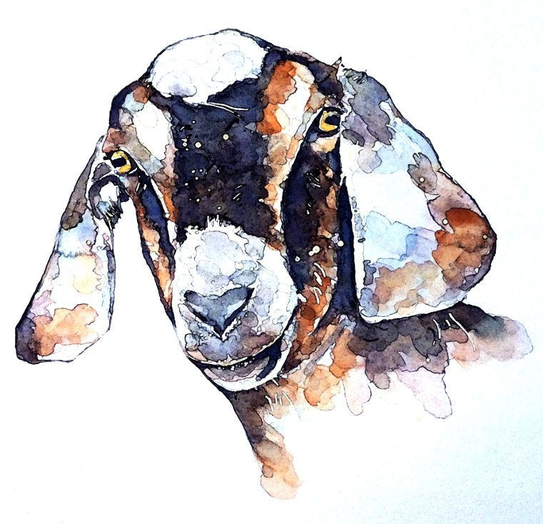 Nubian goat 2  " Print Watercolour