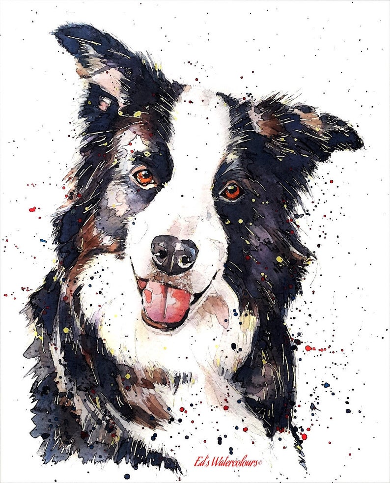 The Pursuit of Happiness Border Collie - Watercolour Print. Border Collie art, Border Collie print, Border Collie wall art.