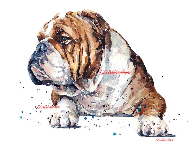 English Bulldog 2." Print Watercolour.English Bulldog art,English Bulldog print,English Bulldog watercolor,English Bulldog watercolour.
