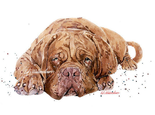 Dogue de Bordeaux  | Dog Art Print | Edswatercolours