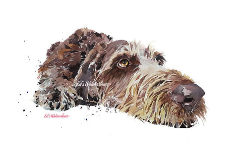 German Wirehaired Pointer " Print Watercolour.German Wirehaired Pointer art,German Wirehaired Pointer print,GWP wall art