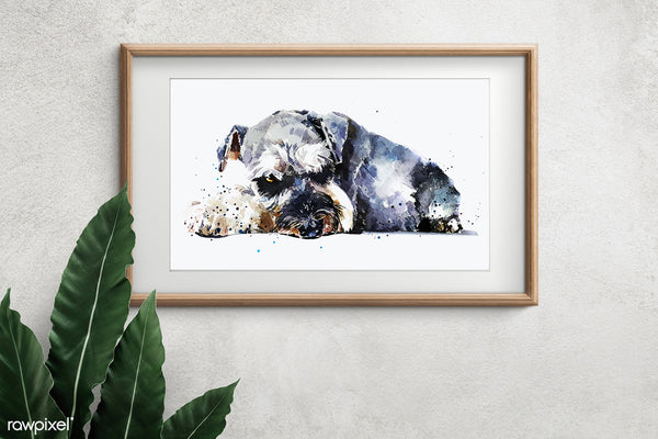 "Schnauzer: I Spy" - Watercolour Print