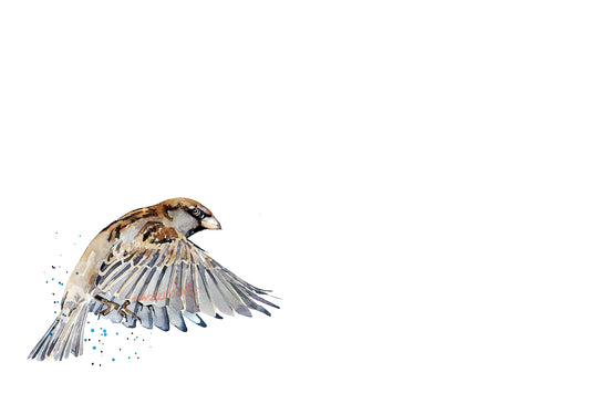 House Sparrow Version II Watercolour Art Print | Bird Lover Gift | Edswatercolours