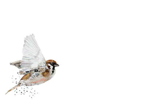 House Sparrow Watercolour Art Print | Bird Lover Gift | Edswatercolours