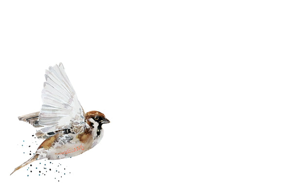 House Sparrow " Print Watercolour,Sparrow bird art,House Sparrow print,House Sparrow Watercolor, House Sparrow watercolour Print