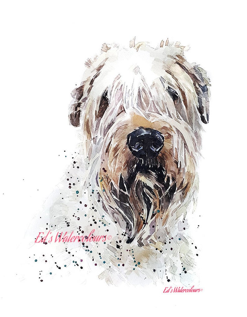 Wheaten Terrier Pride" Print Watercolour
