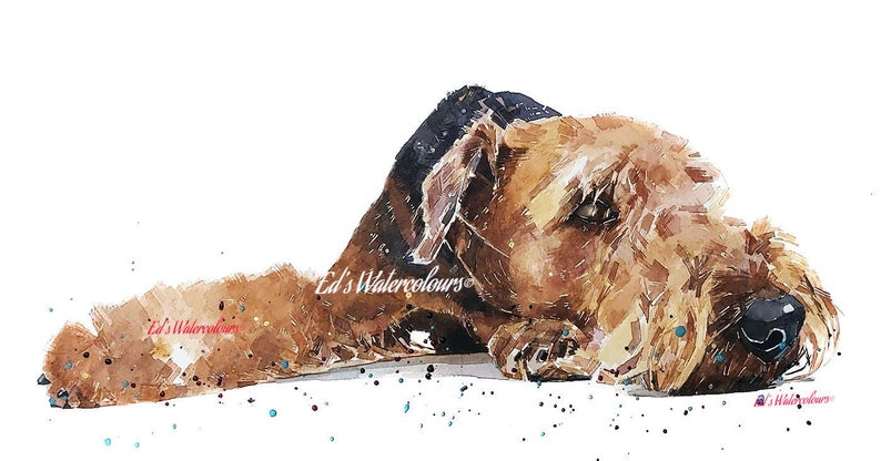 Airedale Passed Out - Watercolour Print.Airedale Terrier,Airedale Terrier art,Airedale Terrier print,Airedale Terrier watercolour