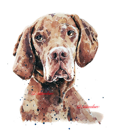 "Vizsla: Pomp" - Watercolour Print