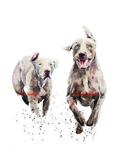 "Who Let The Weimaraners Out?" - Watercolour Print