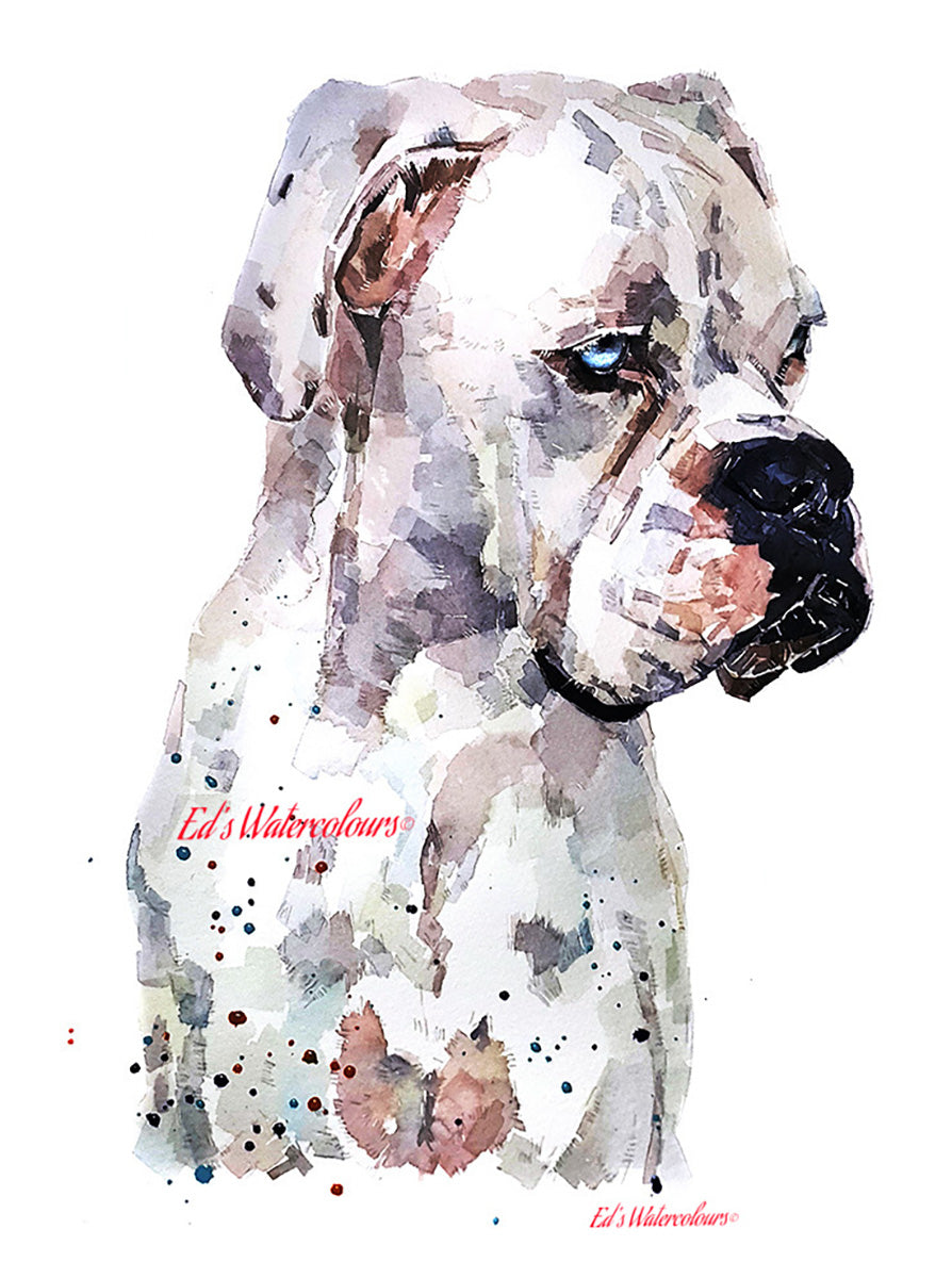"White Boxer (Version 1)" - Watercolour Print