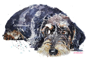 Wire-Haired Dachshund (Version 2)
