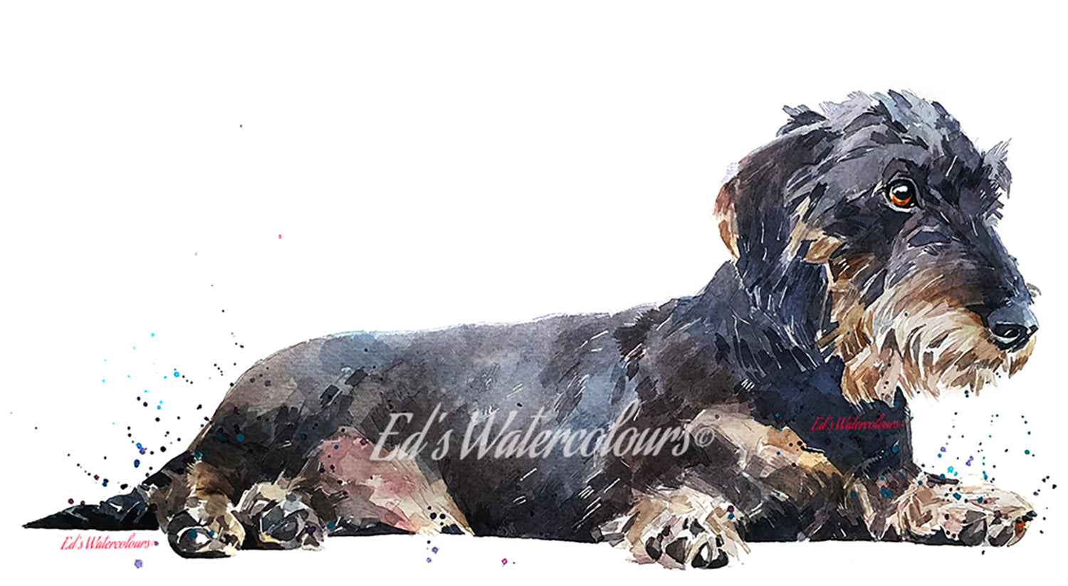 "Wire-Haired Dachshund Jackie (Version 1)" - Watercolour Print